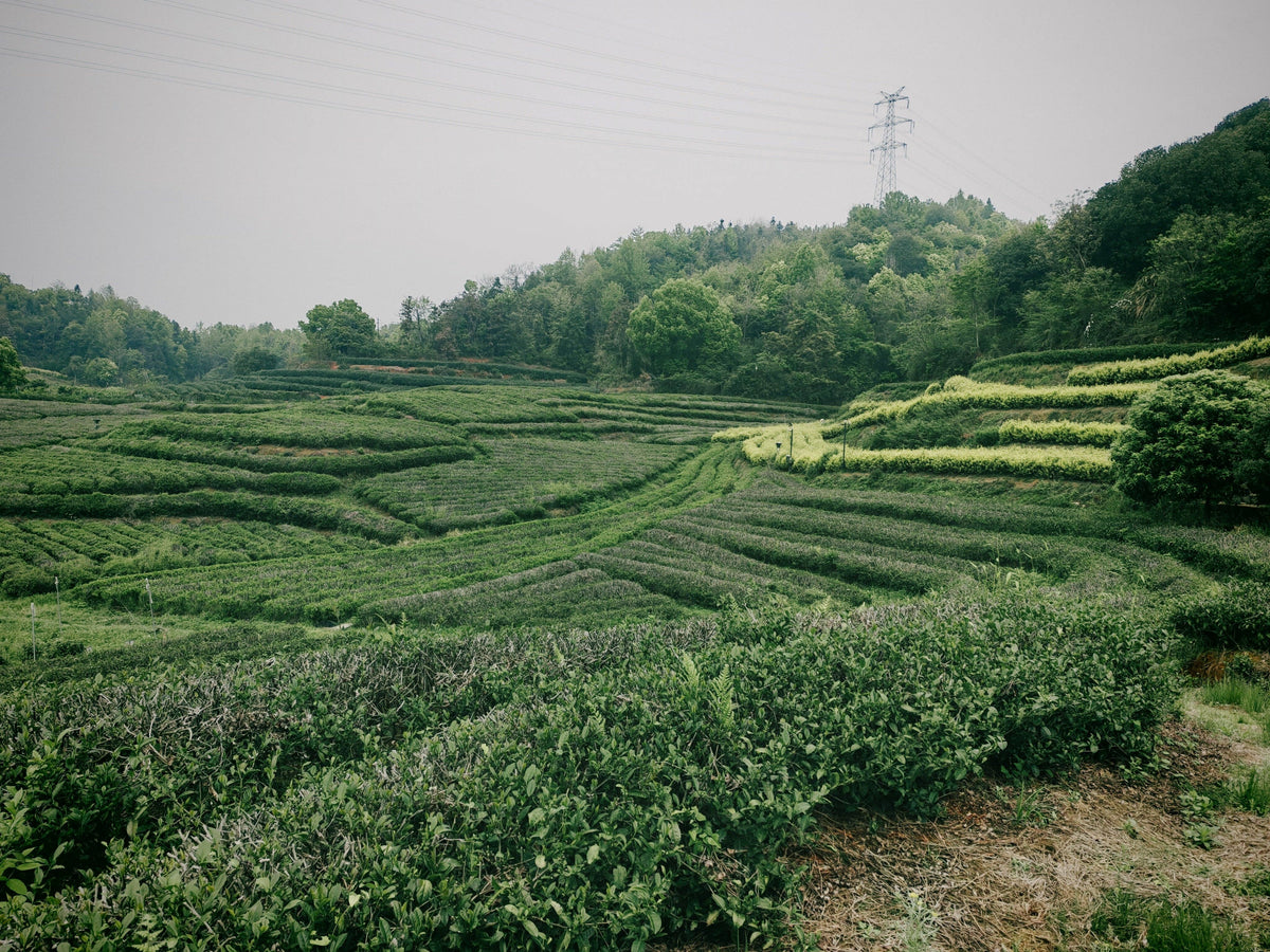 Decaf Osmanthus Black Tea