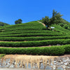 Decaf Osmanthus Black Tea