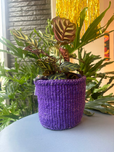 Plant Basket: Bright Aubergine