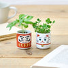 Lucky Plant - Daruma Doll