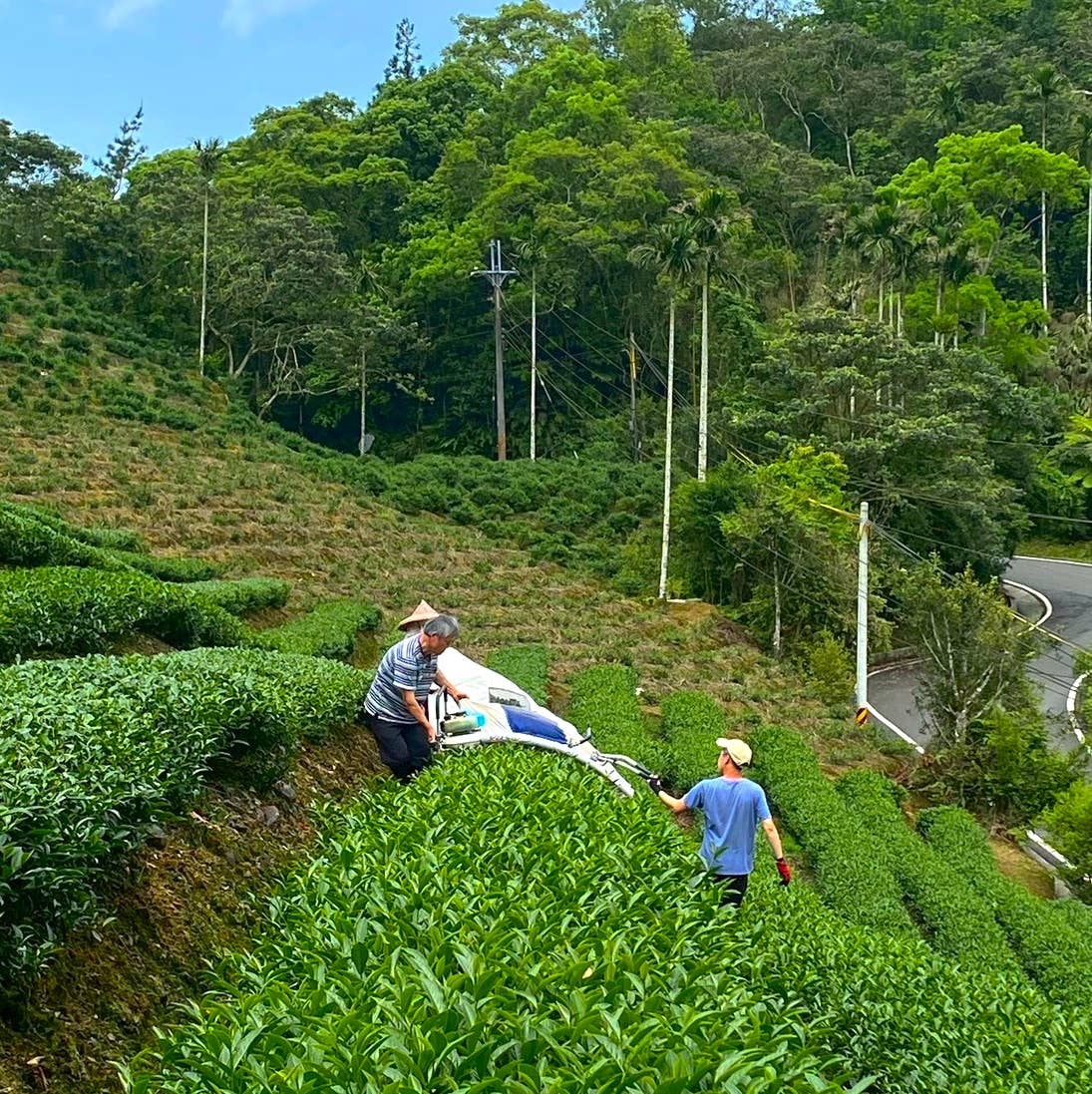 1/4 Caf Oolong Tea