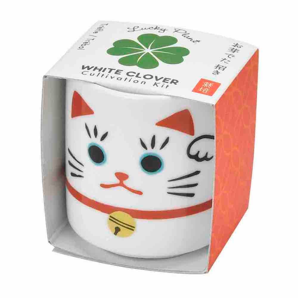 Lucky Plant - Beckoning Cat