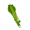 Seishin Matcha