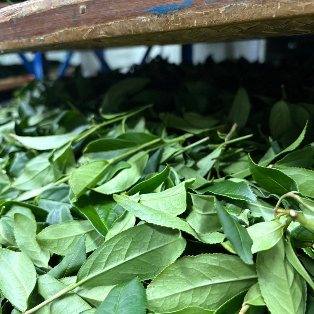 Decaf Jasmine Green Tea 茉莉綠茶