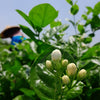 Decaf Jasmine Green Tea 茉莉綠茶