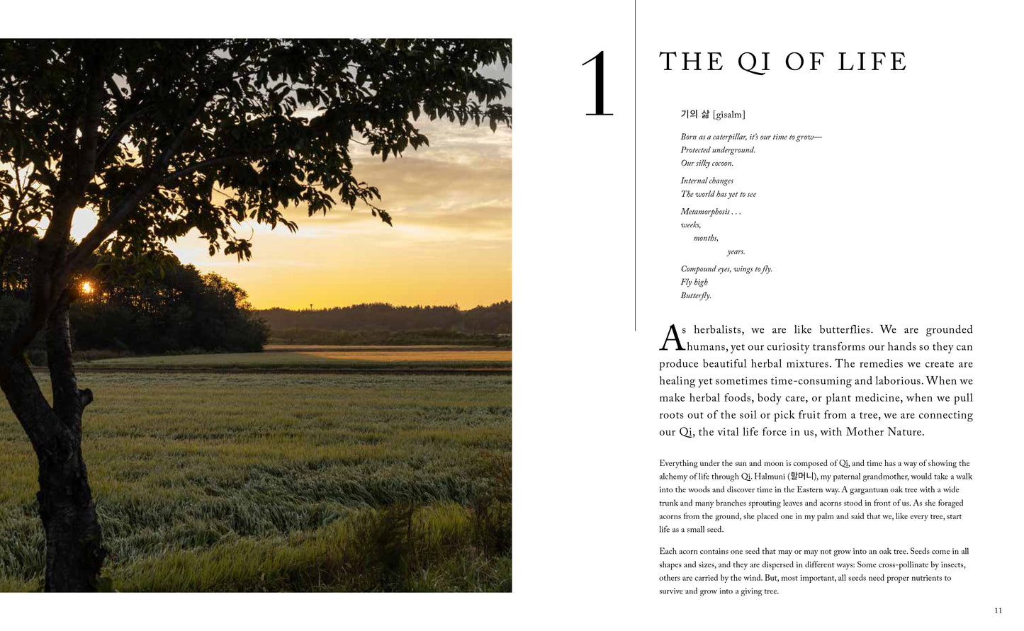 The Korean Herbal Apothecary